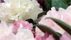 Blumen- und Pflanzentrends 2011