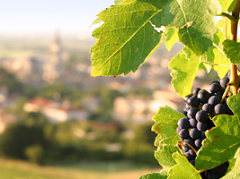 Herstellung von Wein